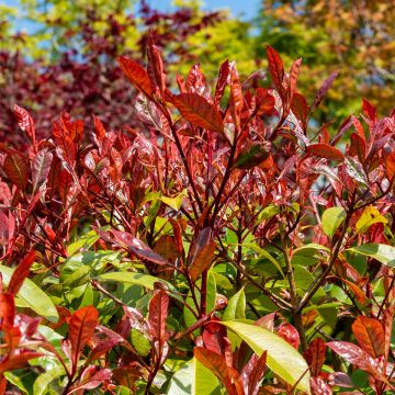 Photinia fraseri Louise