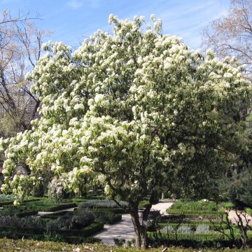 Photinia serratifolia - Photinia de Chine