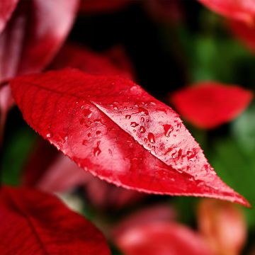 Photinia x fraseri Nana - Photinia nain