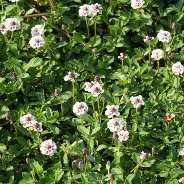 Phyla nodiflora var. canescens - Lippia nodiflora