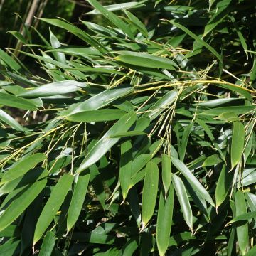 Phyllostachys aureosulcata Alata - Bambou moyen