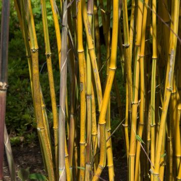 Phyllostachys aureosulcata Spectabilis - Bambou moyen