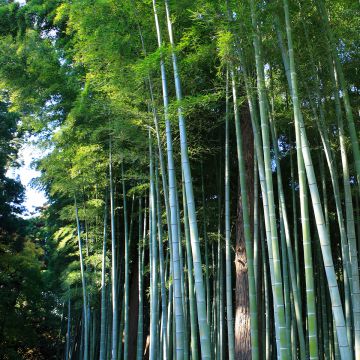 Phyllostachys vivax Aureocaulis - Bambou géant exceptionnel jaune ocre