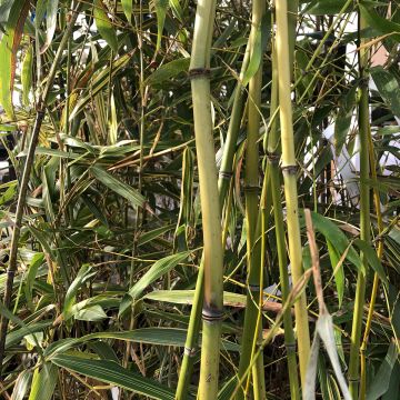 Phyllostachys flexuosa - Bambou moyen
