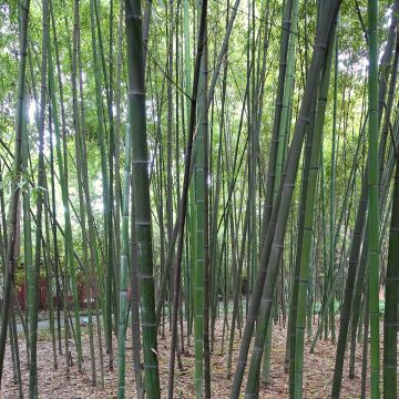 Phyllostachys glauca - Bambou moyen