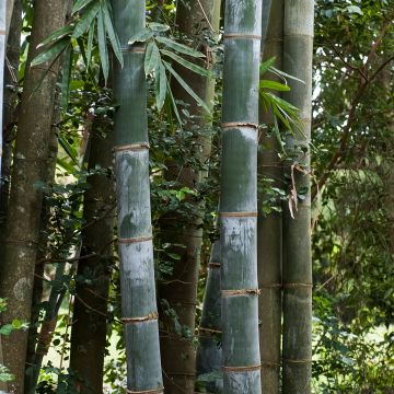 Phyllostachys nigra henonis - Bambou géant