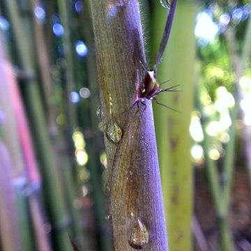Phyllostachys nigra Megurochiku - Bambou géant
