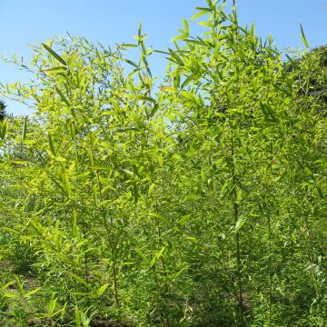 Phyllostachys vivax Aureocaulis - Bambou géant exceptionnel jaune ocre