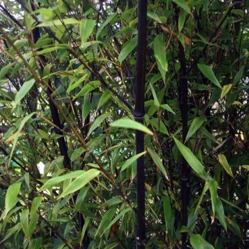 Bambou noir - Phyllostachys nigra en pot de 7,5L Bambou noir - Phyllostachys nigra en pot de 7,5L