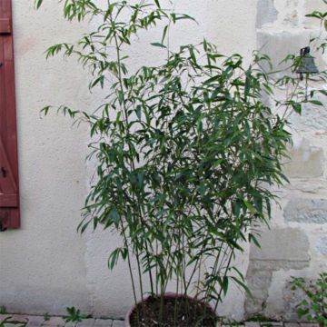 Phyllostachys rubromarginata - Bambou moyen