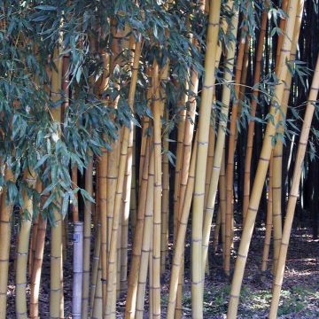 Phyllostachys viridis Sulphurea - Bambou 