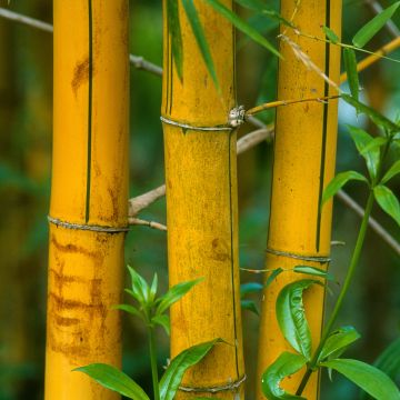 Phyllostachys viridis Sulphurea - Bambou
