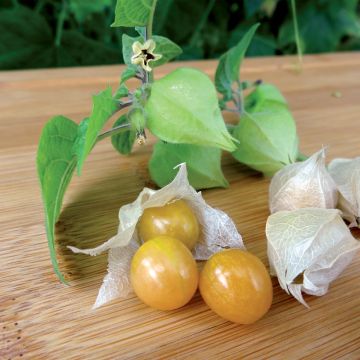 Physalis Goldita en plants - Coqueret du Pérou - Physalis peruviana