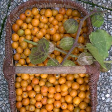 Physalis peruviana BIO en godet - Coqueret du Pérou