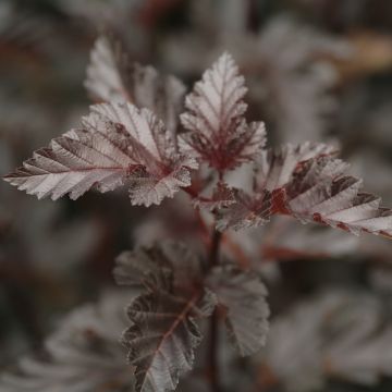 Physocarpus Midnight - Physocarpe à feuille d'obier