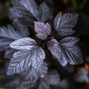 Physocarpus opulifolius Black Light - Physocarpe