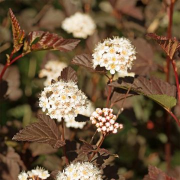 Physocarpus opulifolius Perspektiva