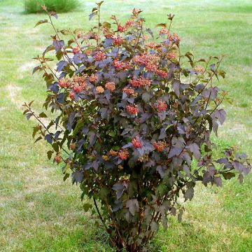 Physocarpus opulifolius Red Baron - Physocarpe à feuille d'obier