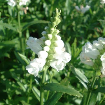 Physostegia virginiana Miss Manners - Cataleptique