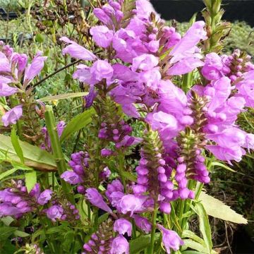 Physostegia virginiana Red Beauty - Cataleptique