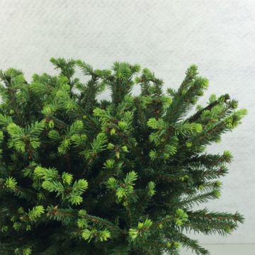 Epicéas, Picea : planter, tailler et entretenir - Conseils