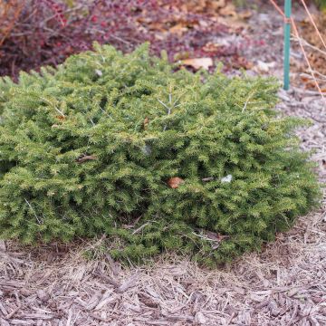 Épicéa commun - Picea abies Nidiformis