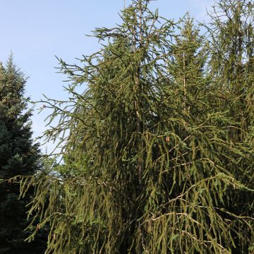 Picea abies Aarburg - Epicea commun                            