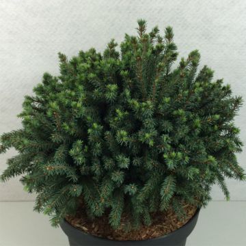 Picea glauca Echiniformis Echt - Epinette blanche                   