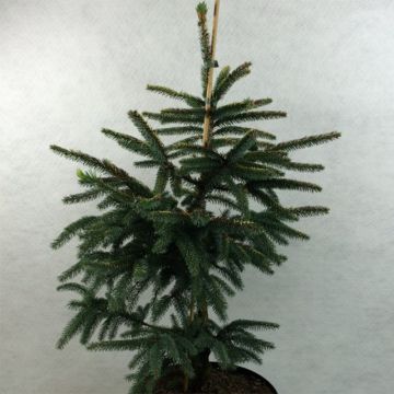 Epinette noire - Picea mariana Aurea 