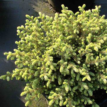 Picea mariana Nana - Epinette noire                              