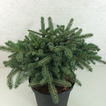 Picea mariorika (x) Machala -  Epicéa nain mariorika                