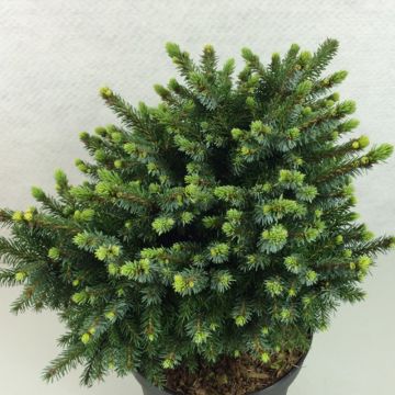 Epicea de Serbie - Picea omorika Beskid                      