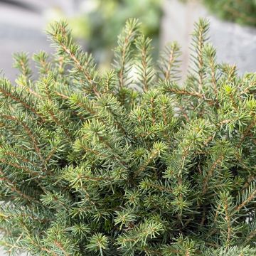 Epicea de Serbie - Picea omorika Karel                             