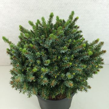 Epicea de Serbie - Picea omorika Morava