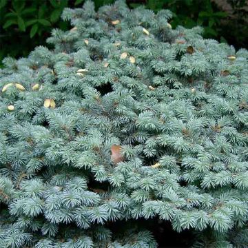 Epicéas, Picea : planter, tailler et entretenir - Conseils