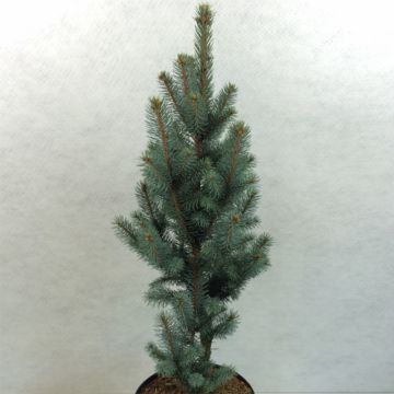 Epicea bleu - Picea pungens Iseli Fastigiate                  
