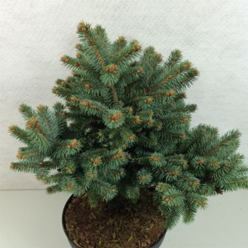 Epicea bleu - Picea pungens Thuem                            