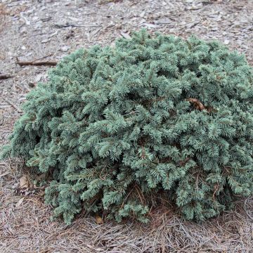 Epicea bleu - Picea pungens Waldbrunn                         