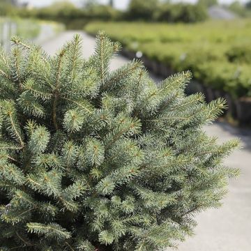 Épicéa de Sitka - Picea sitchensis Nana