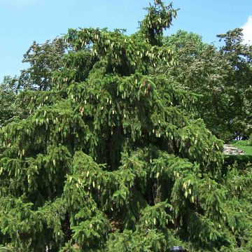 Picea abies Acrocona - Epicea commun                          