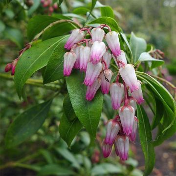 Andromède du Japon - Pieris japonica Christmas Cheer