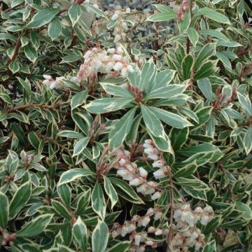 Andromède du Japon - Pieris japonica Little Heath Variegata