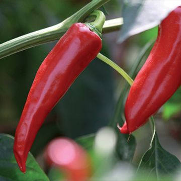 Piment d'Espelette pailettes (capsicum annuum)