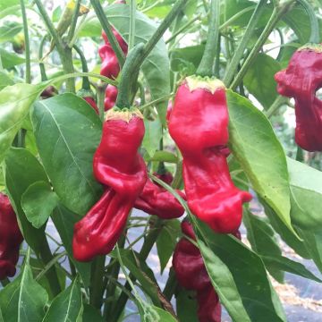 Piment Penis Rouge ou Peter Pepper Rouge NT - Ferme de Sainte Marthe