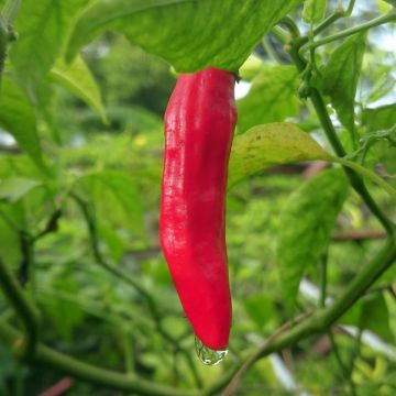 Piment Sucette De Provence - Poivron -Capsicum annuum 