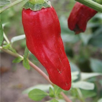 Piment fort rouge - CAPSICUM annuun 'de Cayenne' - Fleurir son jardin