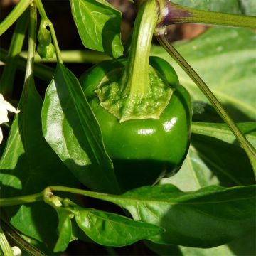 Piment Penis Orange Bio - La Boîte à Graines