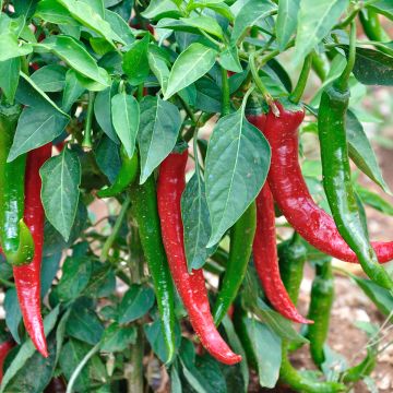 Piment doux très long des Landes en plants - Capsicum annuum