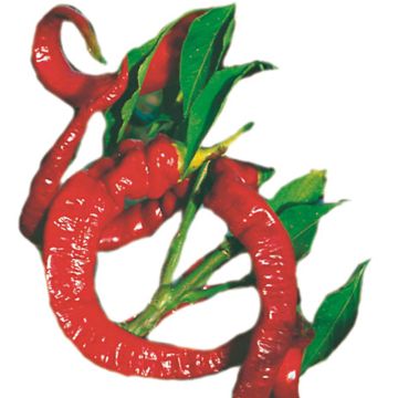 Piment doux très long des Landes - Capsicum annuum