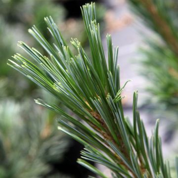 Pin - Pinus flexilis Vanderwolf's Pyramid